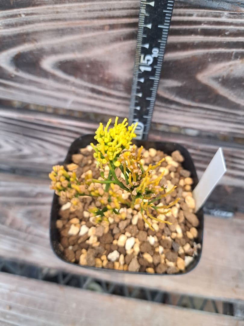 富嶽の虹　松葉蘭　シダ植物　植物　観葉植物　インテリア　珍奇植物　古典植物　園芸