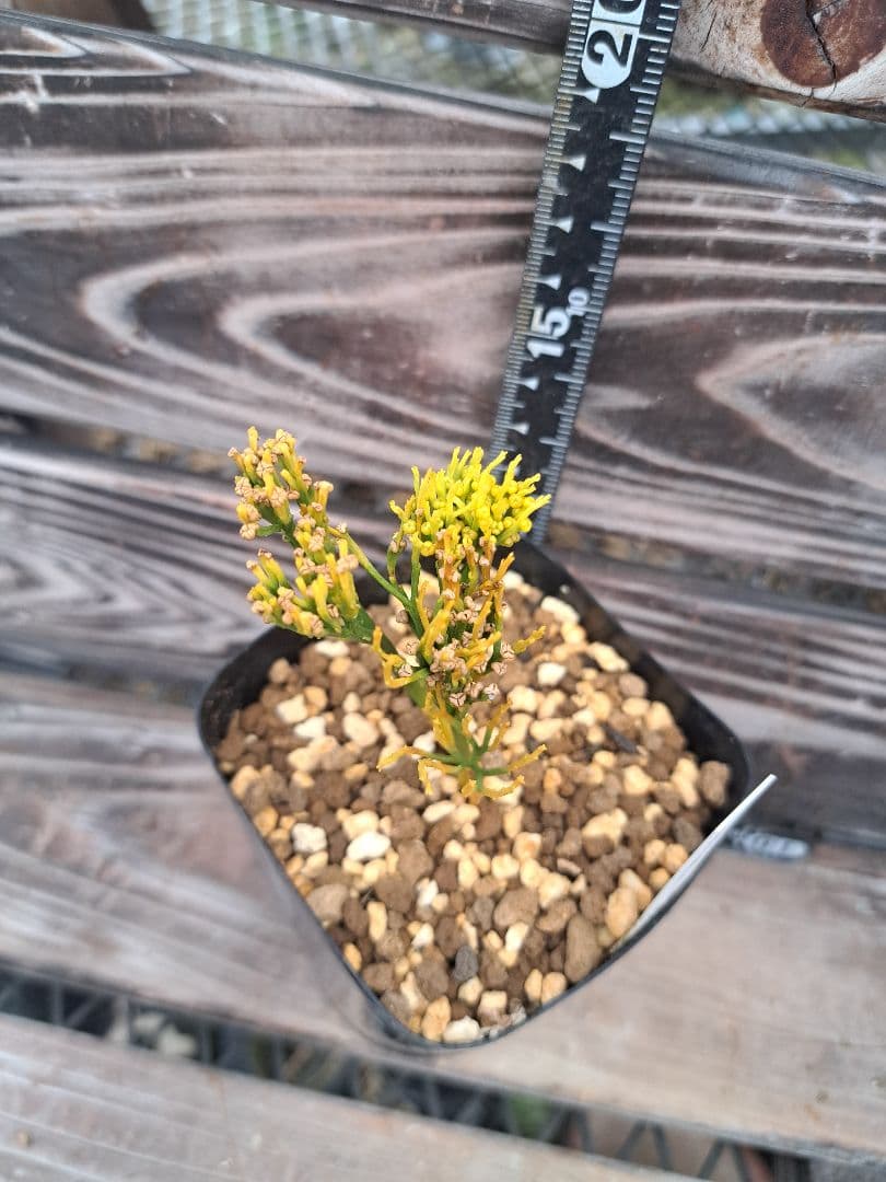 富嶽の虹　松葉蘭　シダ植物　植物　観葉植物　インテリア　珍奇植物　古典植物　園芸