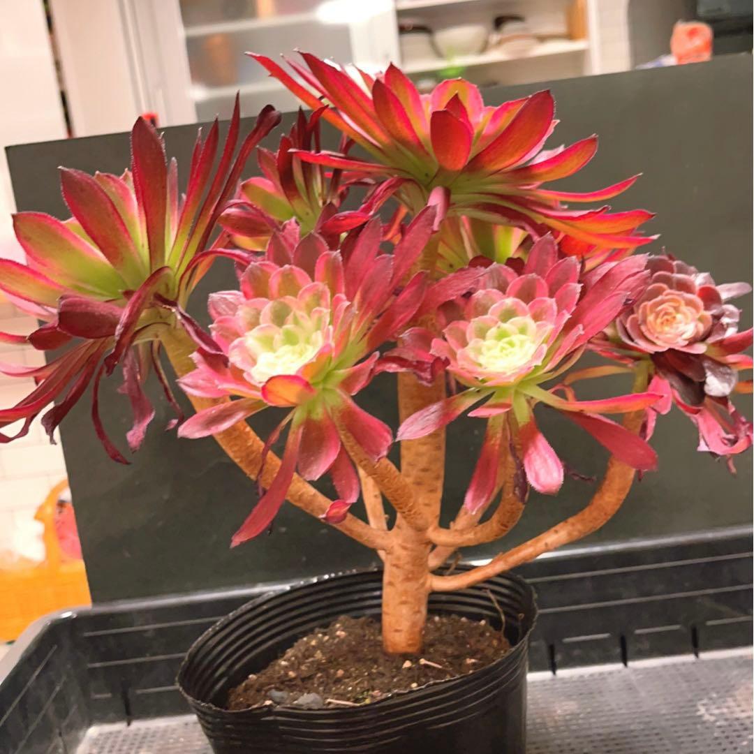 65 #多肉植物アエオニウム錦❤️ カルミン*エメラルド ❤️8頭32cm拨き苗