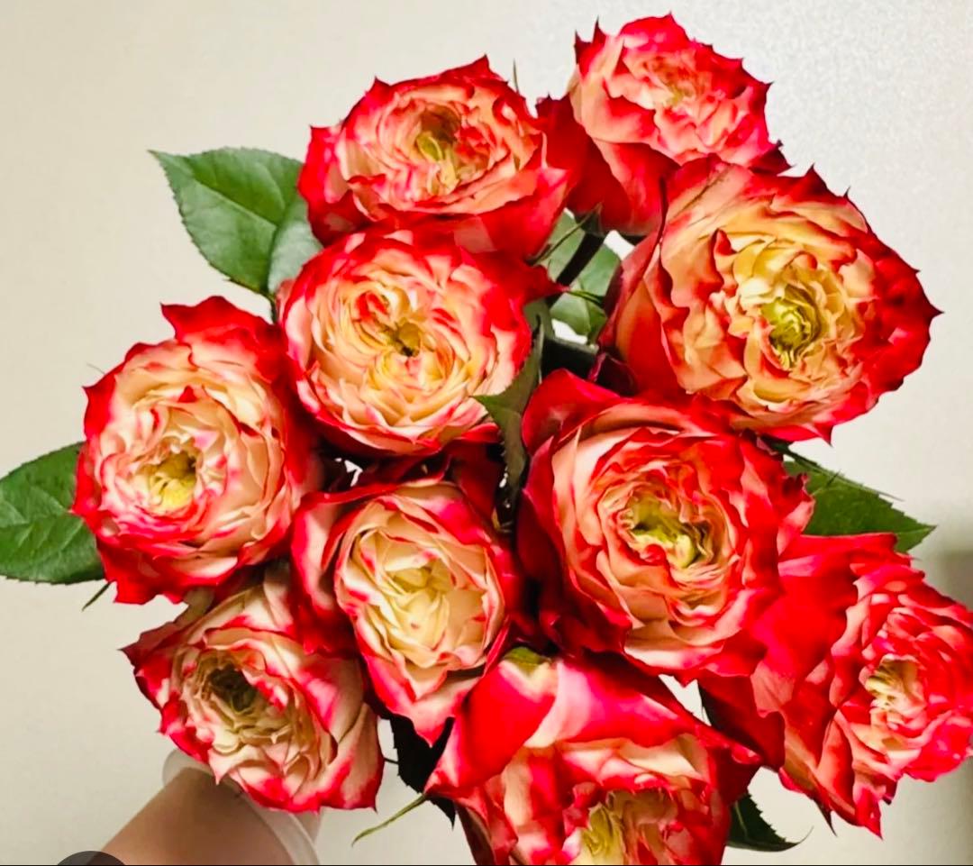 薔薇　バラ苗　接木　新苗　人気品種　バラ苗　四季咲薔薇