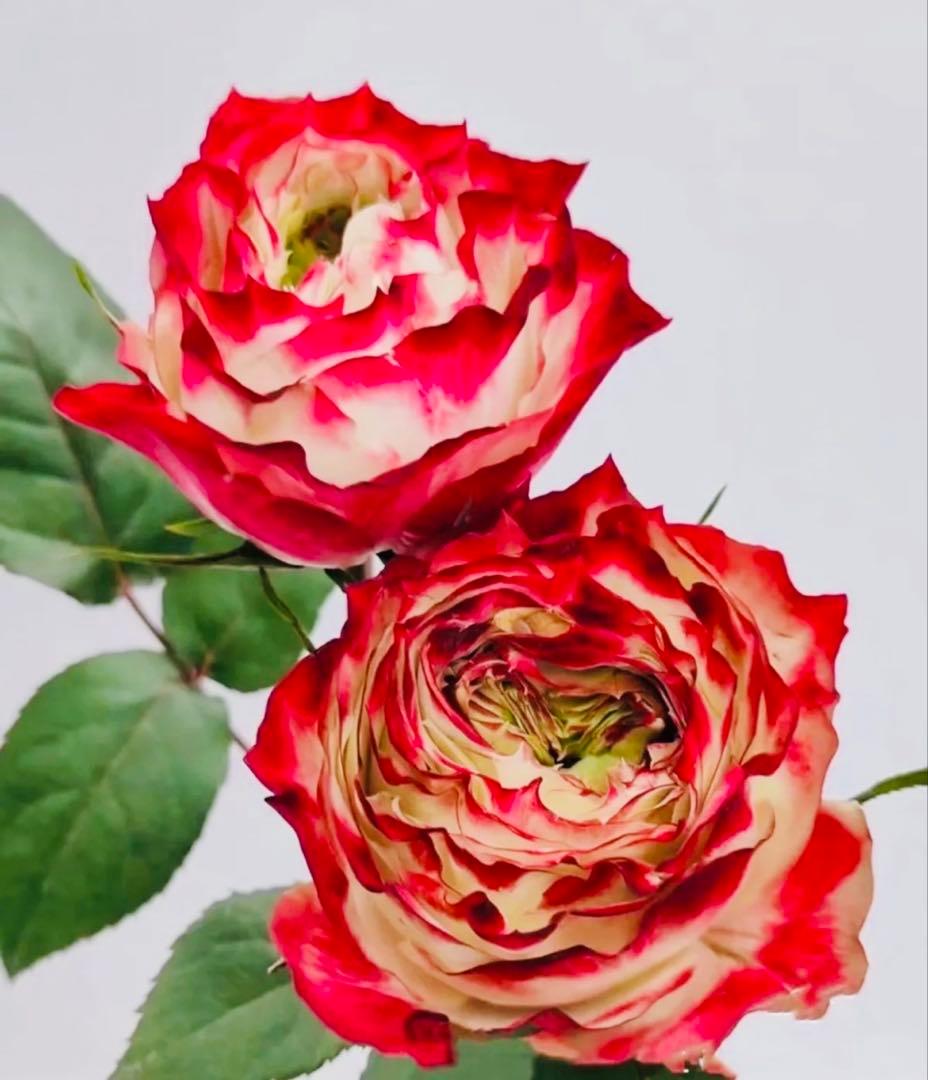 薔薇　バラ苗　接木　新苗　人気品種　バラ苗　四季咲薔薇