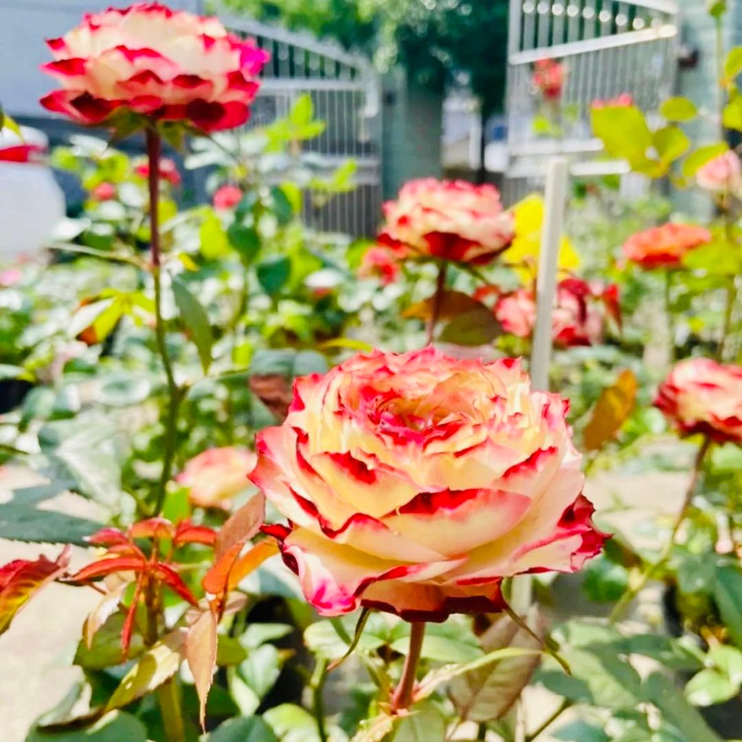 薔薇　バラ苗　接木　新苗　人気品種　バラ苗　四季咲薔薇