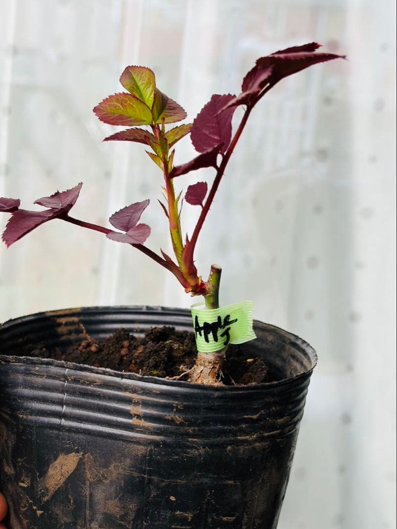 薔薇　バラ苗　接木　新苗　人気品種　バラ苗　四季咲薔薇