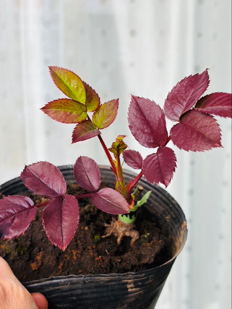 薔薇　バラ苗　接木　新苗　人気品種　バラ苗　四季咲薔薇