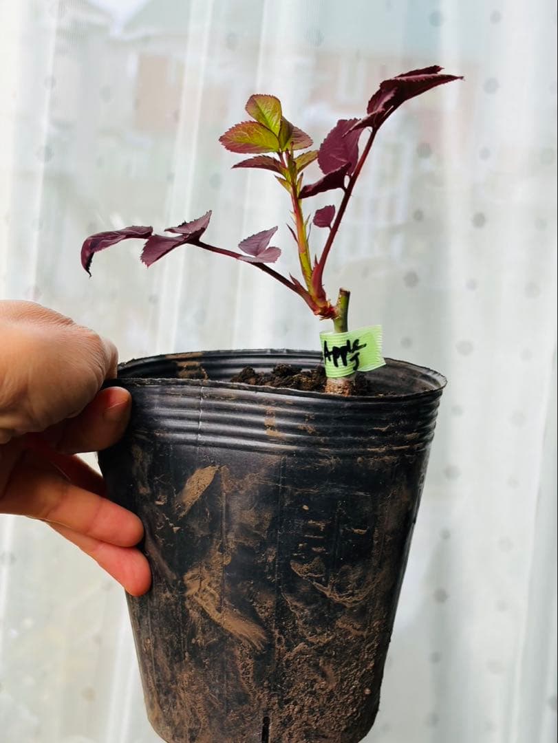 薔薇　バラ苗　接木　新苗　人気品種　バラ苗　四季咲薔薇