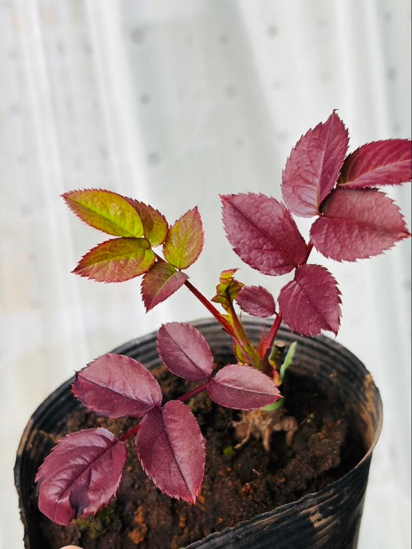 薔薇　バラ苗　接木　新苗　人気品種　バラ苗　四季咲薔薇