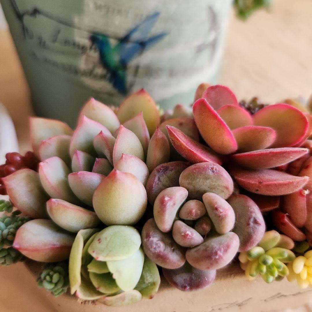 多肉植物寄せ植え　そのまま飾れる　3つセット♡