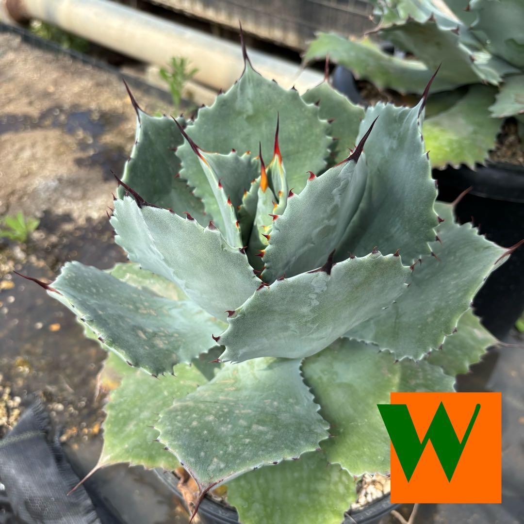 【実生】Agave guadarajarana /アガベ グアダラハラナ