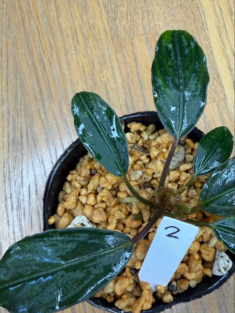 貴*ア様 ⭐︎ブセファランドラ モトレィアーナ ② 濃青個体 /パダワン　根伏せ