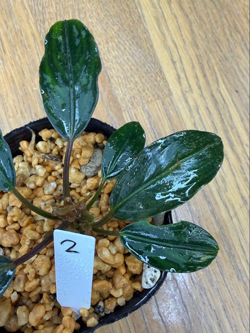 貴*ア様 ⭐︎ブセファランドラ モトレィアーナ ② 濃青個体 /パダワン　根伏せ