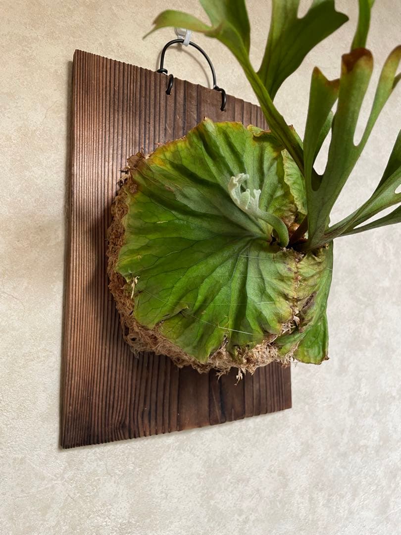 Platycerium ridleyi ビカクシダ リドレイ 板付 胞子培養