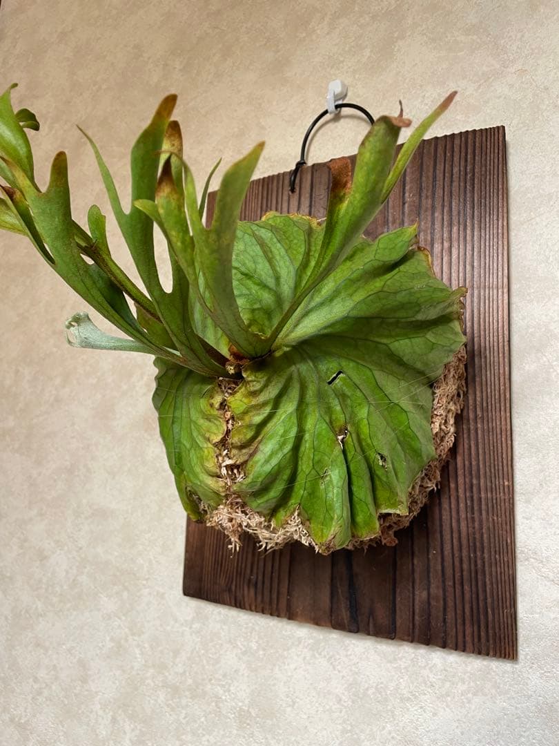 Platycerium ridleyi ビカクシダ リドレイ 板付 胞子培養