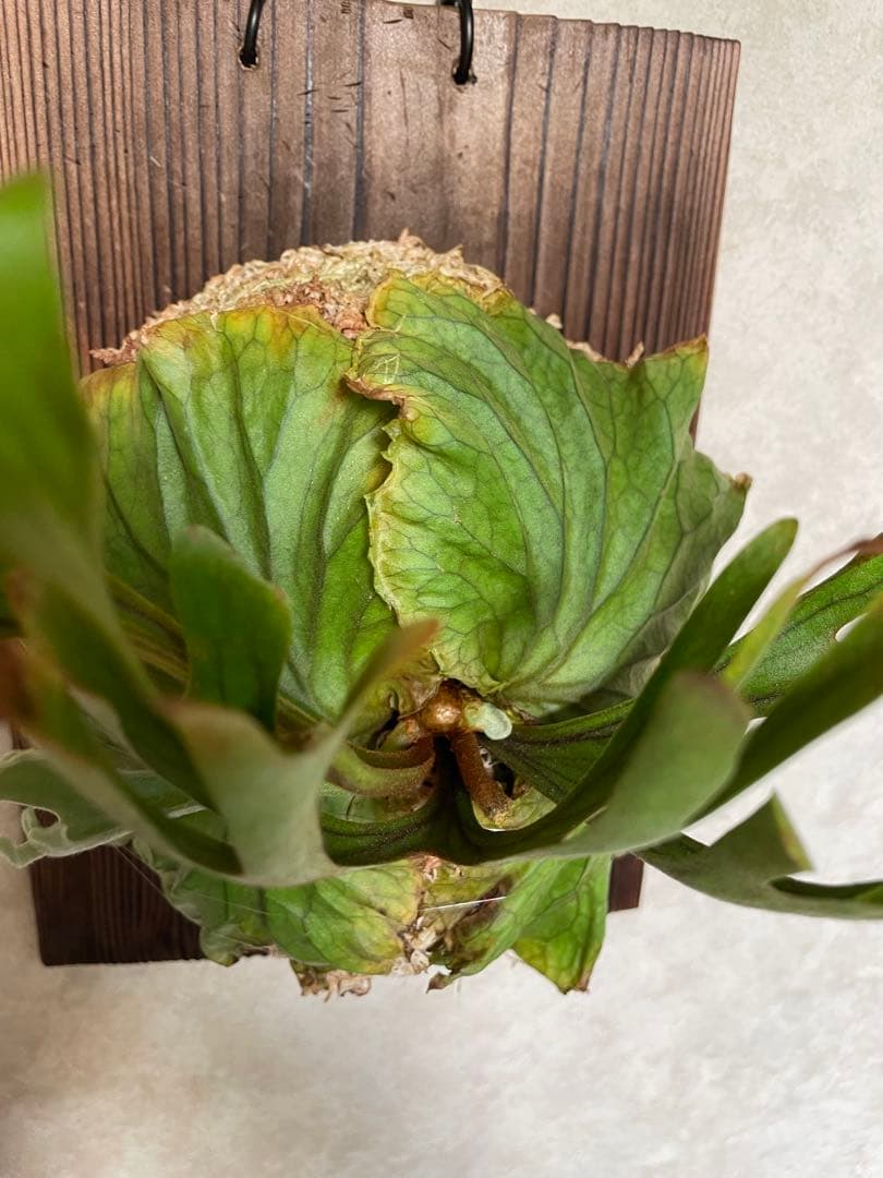 Platycerium ridleyi ビカクシダ リドレイ 板付 胞子培養