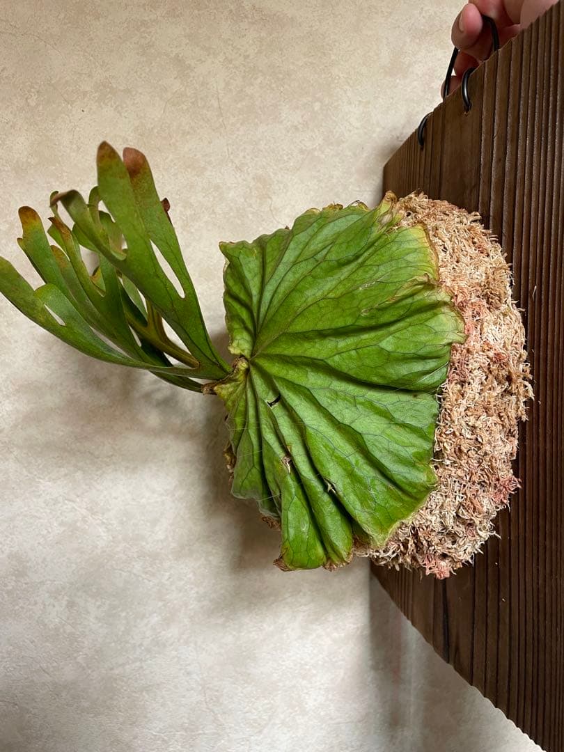 Platycerium ridleyi ビカクシダ リドレイ 板付 胞子培養