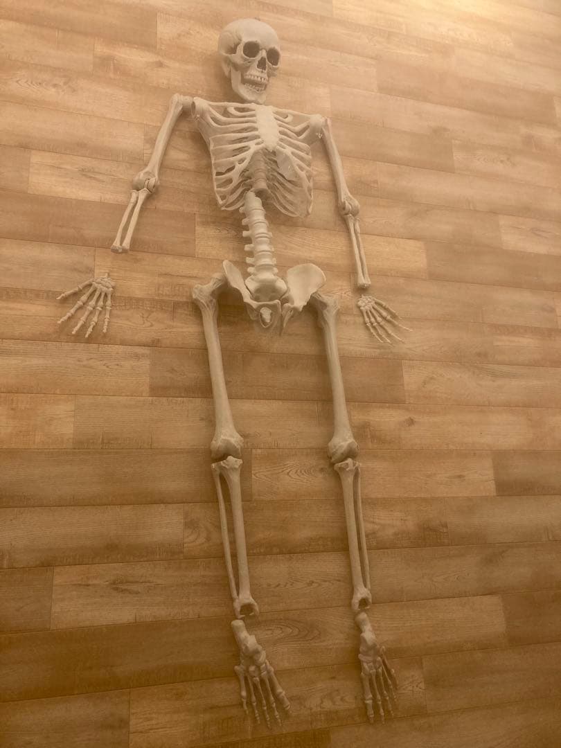 ガイコツ　人体骨格模型 可動関節付き 約170cm