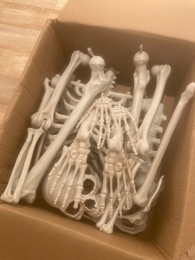 ガイコツ　人体骨格模型 可動関節付き 約170cm