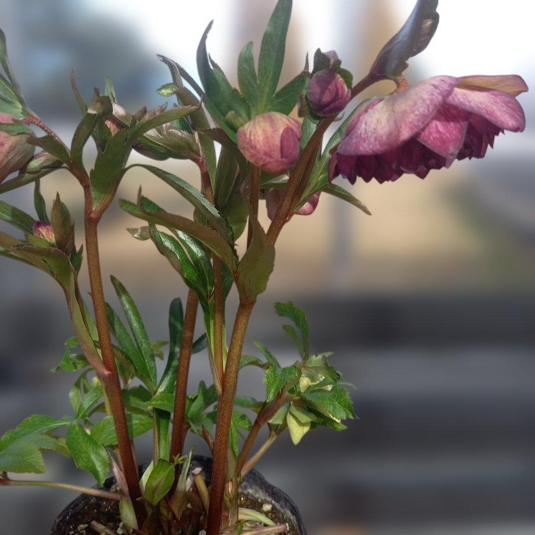 鮮やか多弁♪クリスマスローズ、大苗、開花株