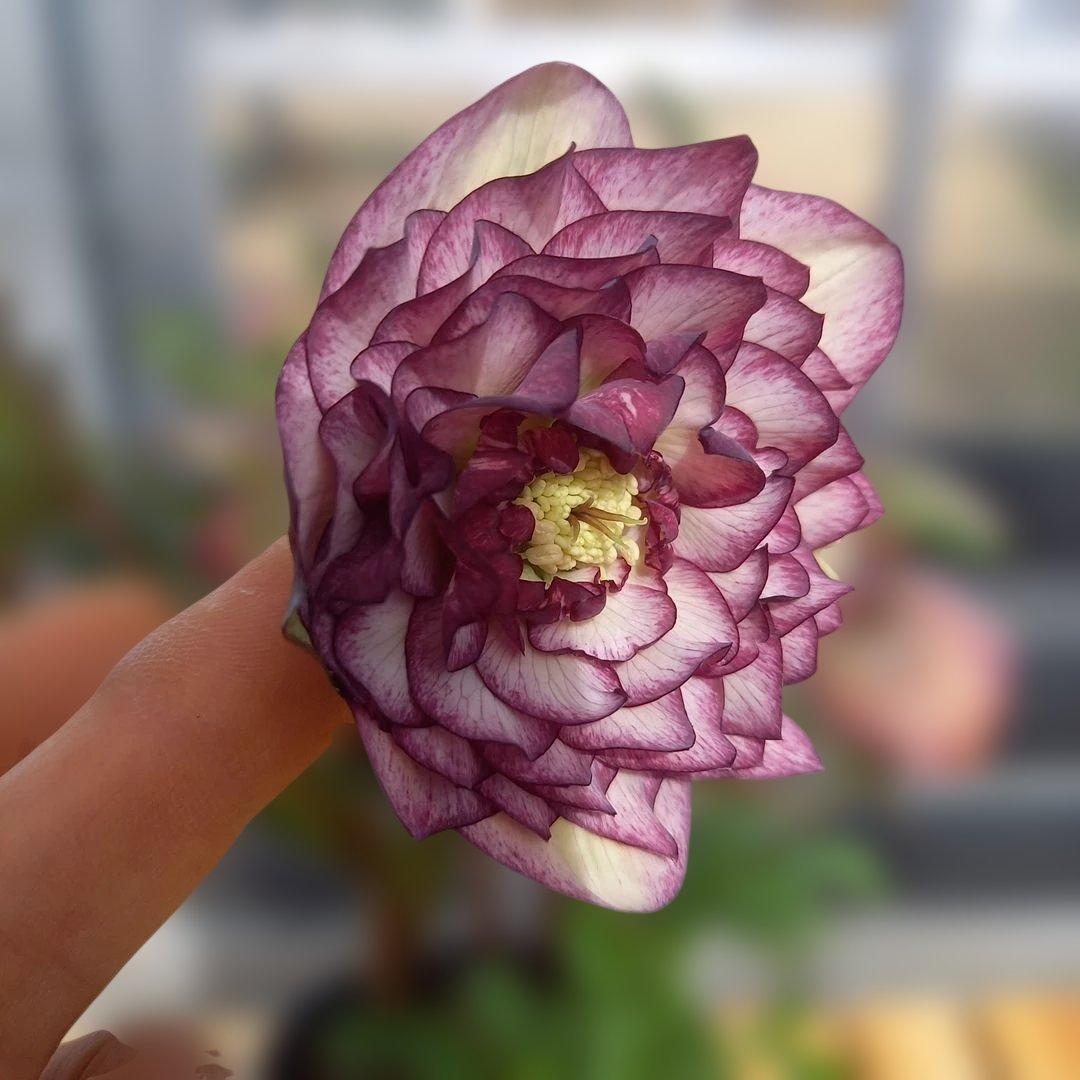 鮮やか多弁♪クリスマスローズ、大苗、開花株