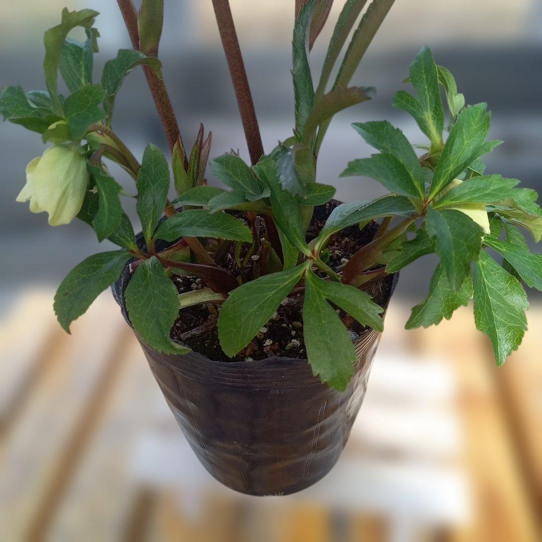 鮮やか多弁♪クリスマスローズ、大苗、開花株