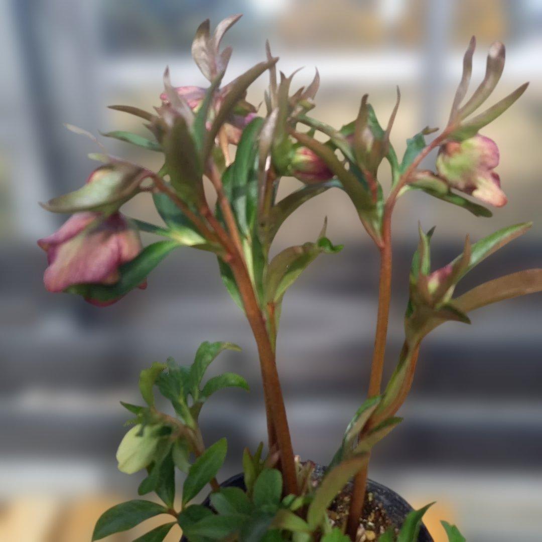 鮮やか多弁♪クリスマスローズ、大苗、開花株