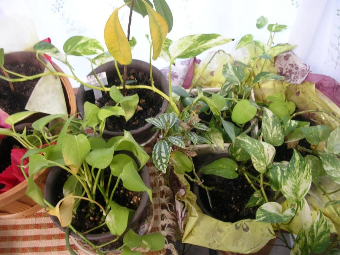 撮影画像あり　Nikon　COOLPIX 3200　SDカード付　単3電池仕様