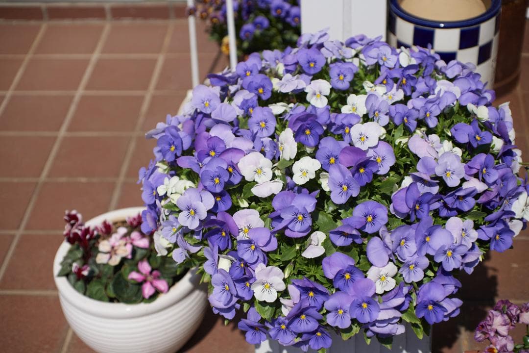 SMC PENTAX-M F1.4 /50mm KマウントL83