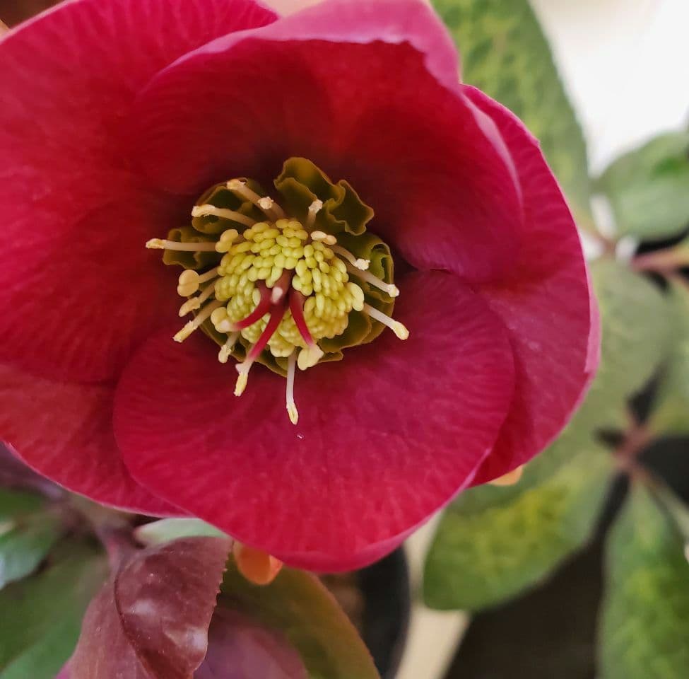氷の薔薇アンナズレッド　６号深鉢 タグ付き　花もいっぱい　注文は２/28迄