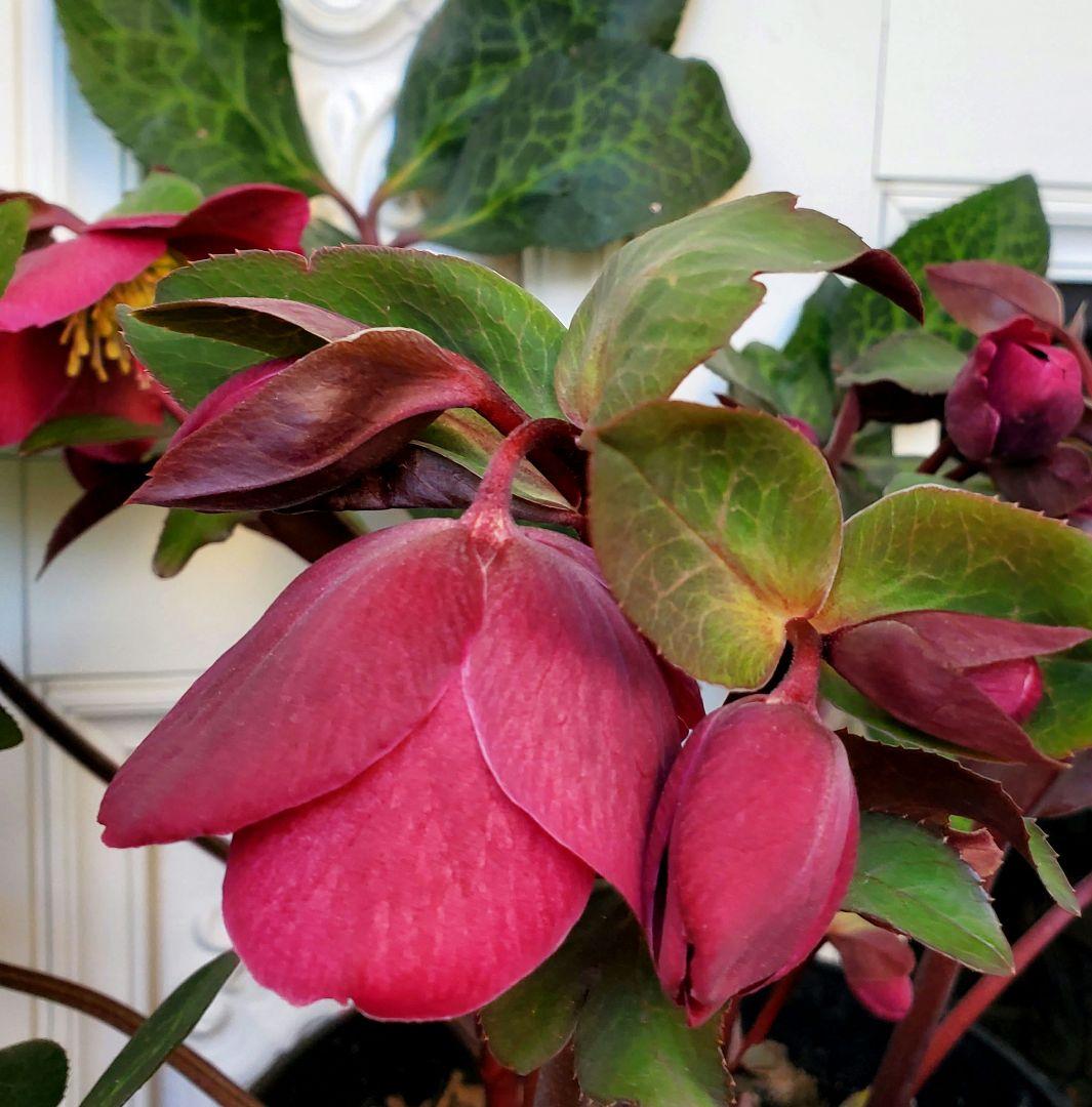 氷の薔薇アンナズレッド　６号深鉢 タグ付き　花もいっぱい　注文は２/28迄