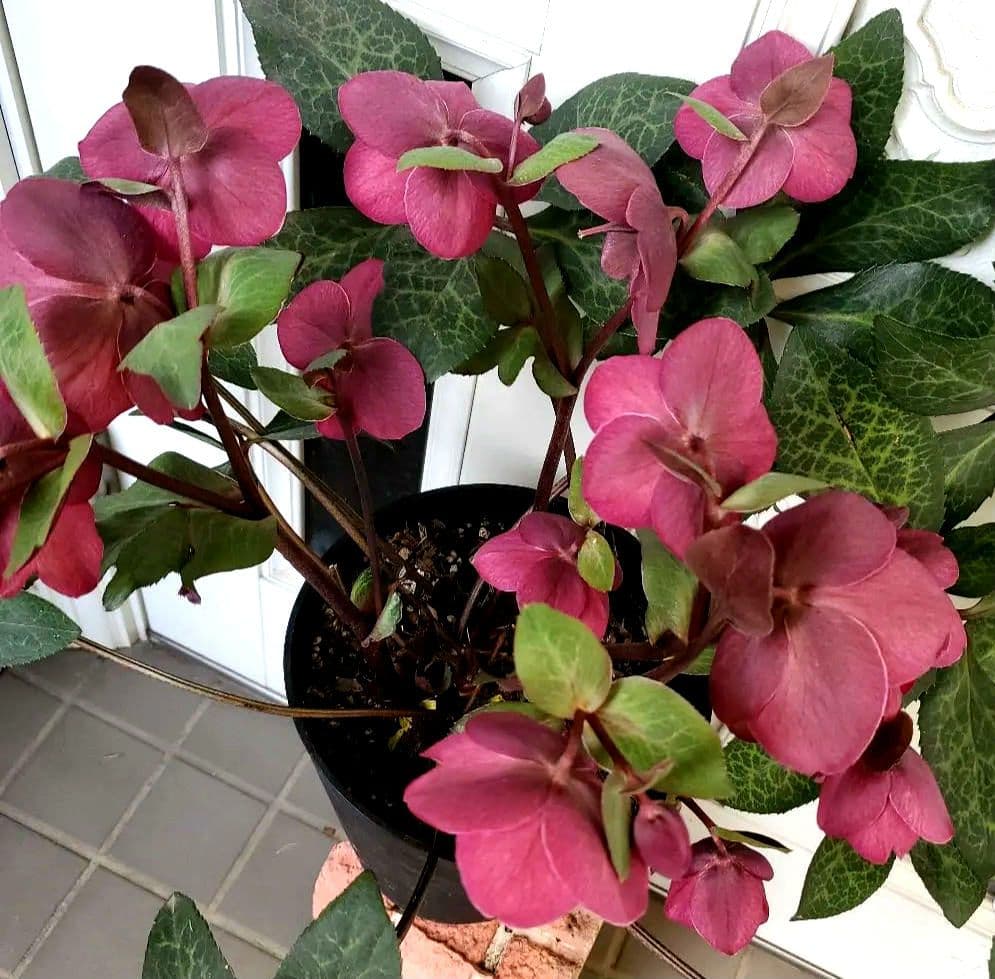 氷の薔薇アンナズレッド　６号深鉢 タグ付き　花もいっぱい　注文は２/28迄