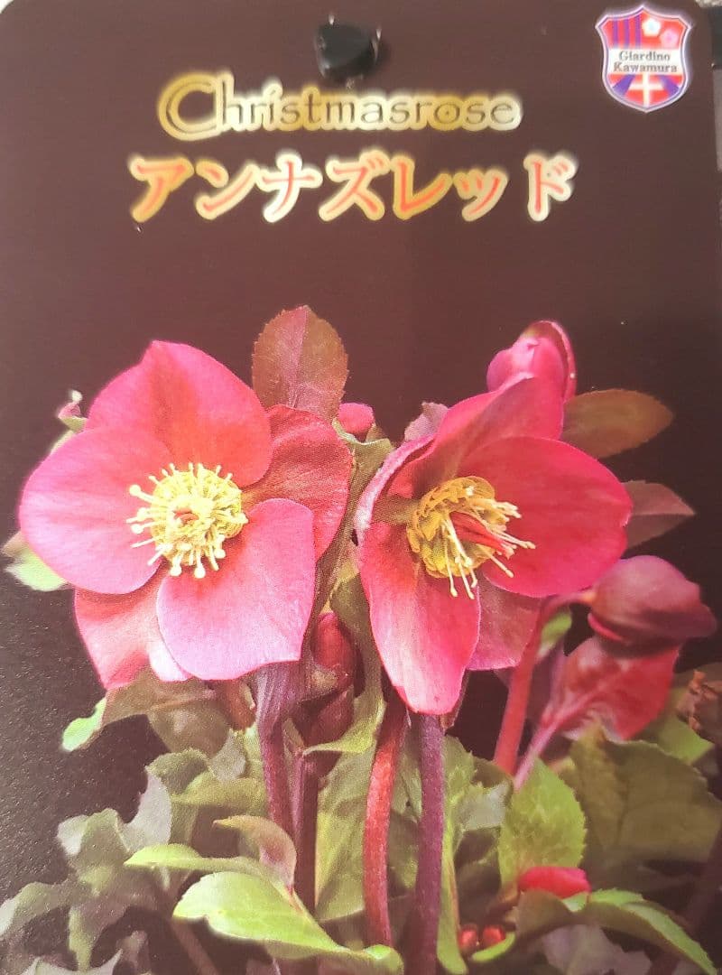 氷の薔薇アンナズレッド　６号深鉢 タグ付き　花もいっぱい　注文は２/28迄