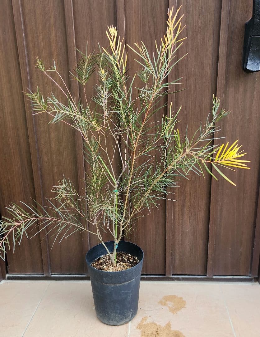 アカシア　フェニックスゴールド　鉢植え　苗　ミモザ　カラーリーフ