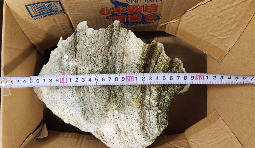 シャコガイ 置物 オブジェ