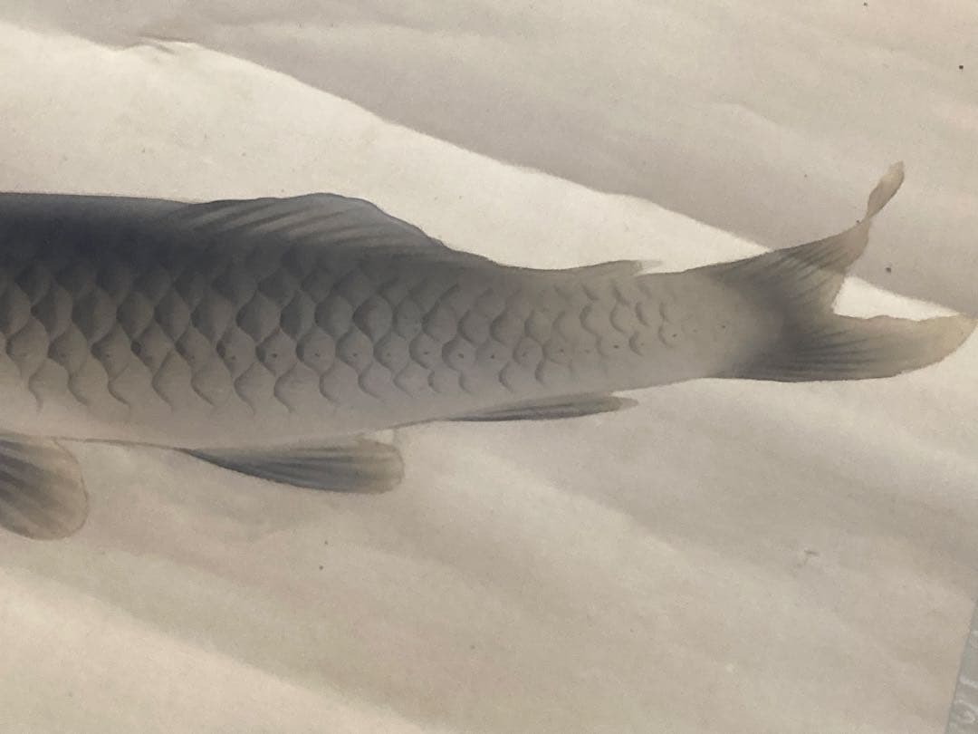 完全ジャンク品 白玲 五月鯉図 掛軸