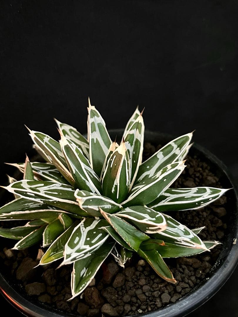 アガベ 姫笹の雪 極紋 特濃 高密度ペンキ 極上株 カキ子3株付き