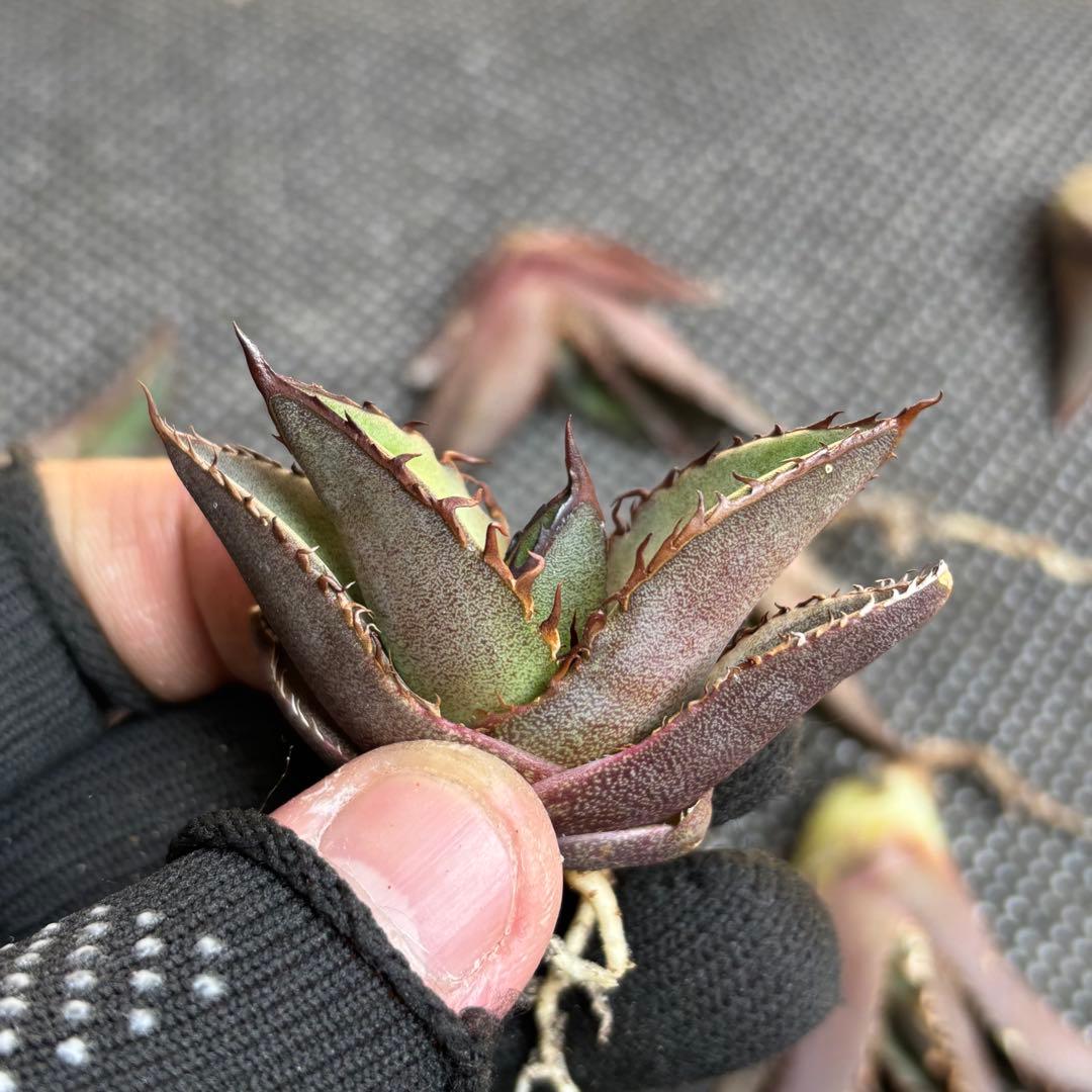 多肉植物 アガベ　チタノタ 黒火焔 小株 24株同梱