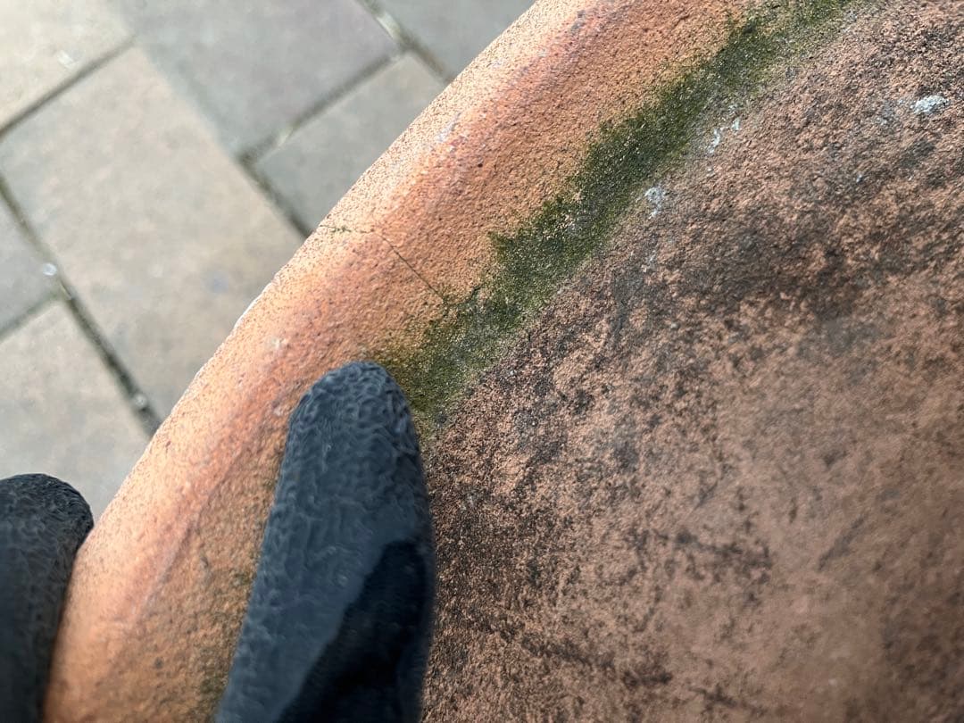 大型鉢　アンティークな雰囲気　苔　テラコッタ鉢　ガーデン　ガーデニング