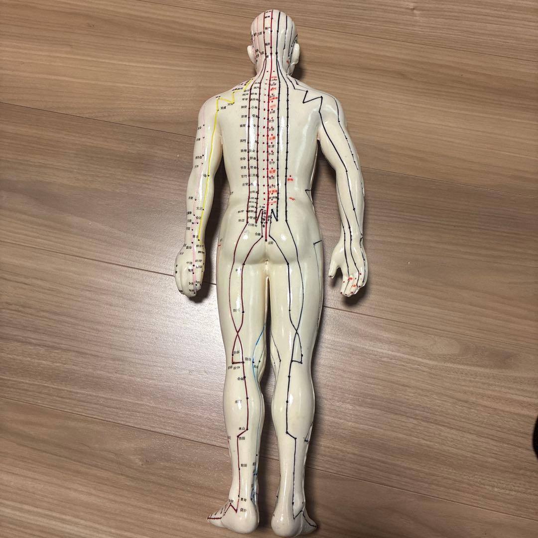 経絡線付き人体模型 約50cm