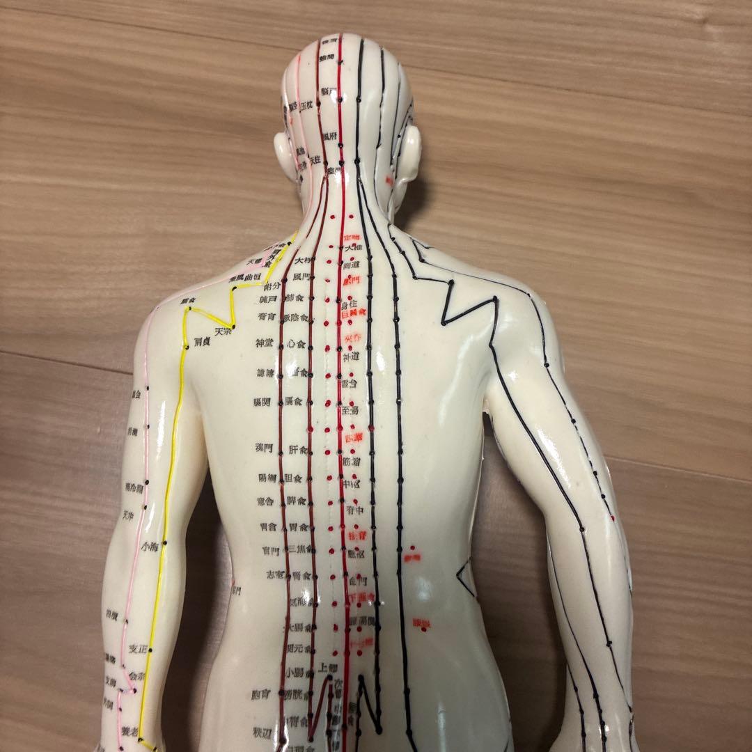 経絡線付き人体模型 約50cm