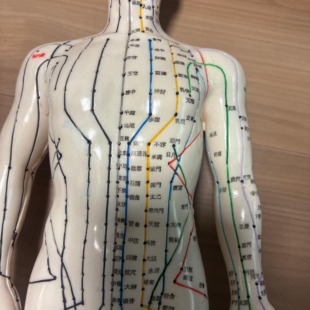 経絡線付き人体模型 約50cm