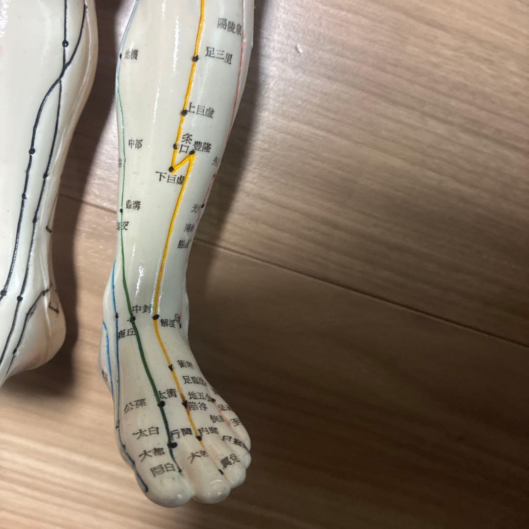 経絡線付き人体模型 約50cm