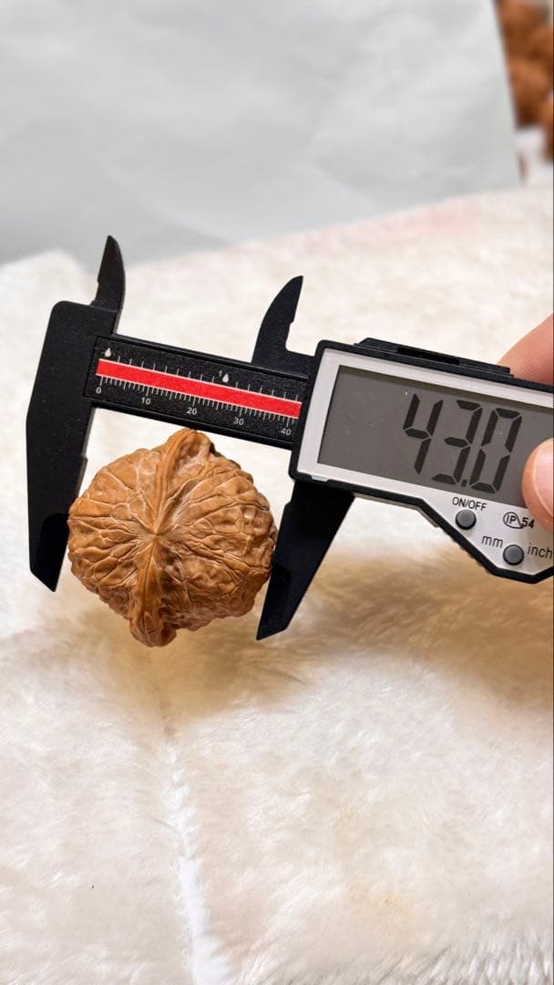 45正南瓜墩（かぼちゃ）