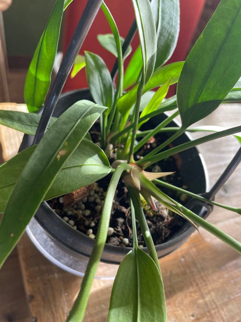 アンスリウム　ビッタリフォリウム　①