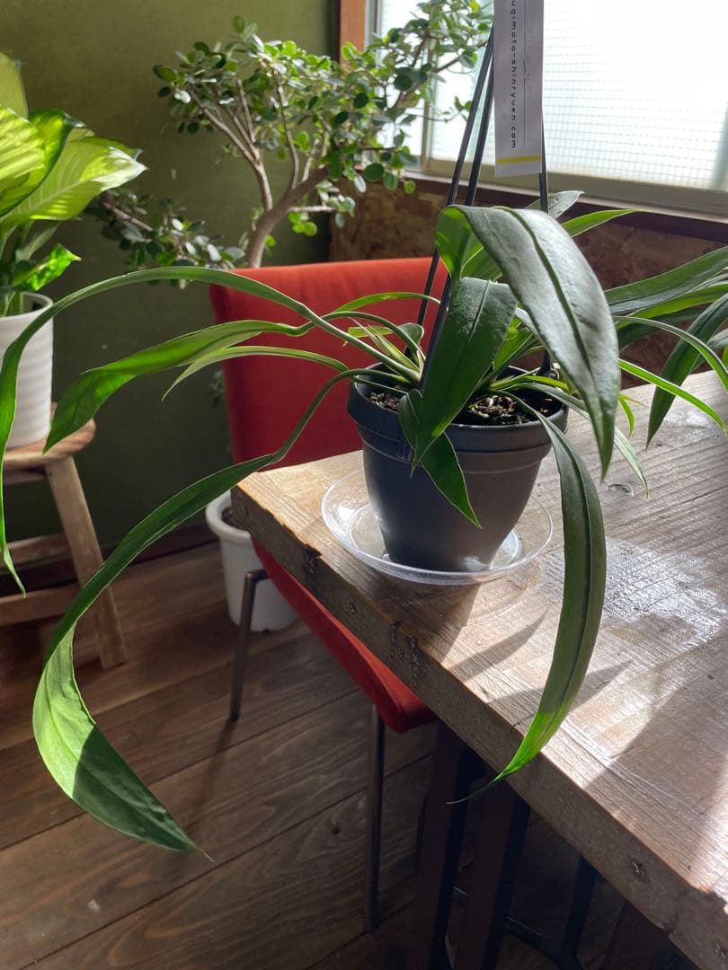 アンスリウム　ビッタリフォリウム　①