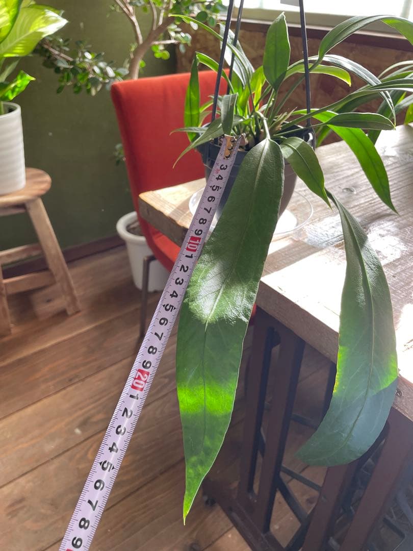 アンスリウム　ビッタリフォリウム　①