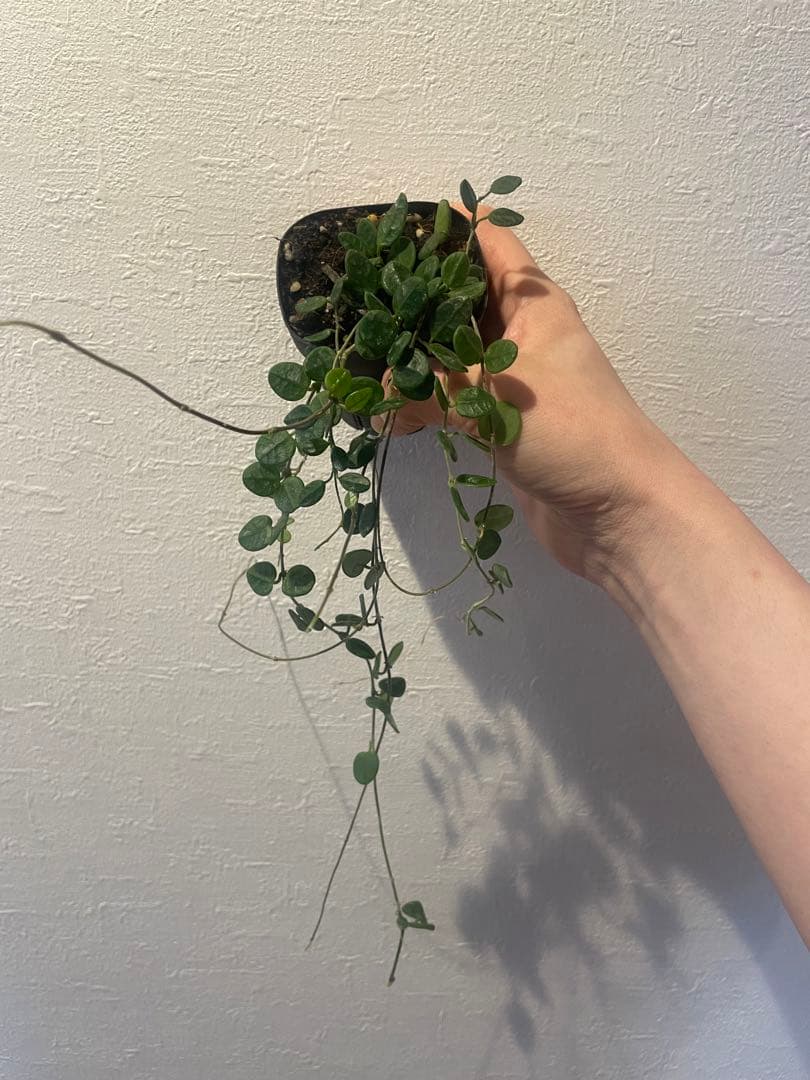 その他観葉植物 Hoya Tengchongensis