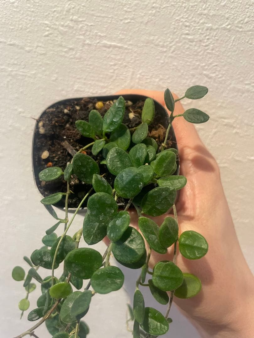 その他観葉植物 Hoya Tengchongensis