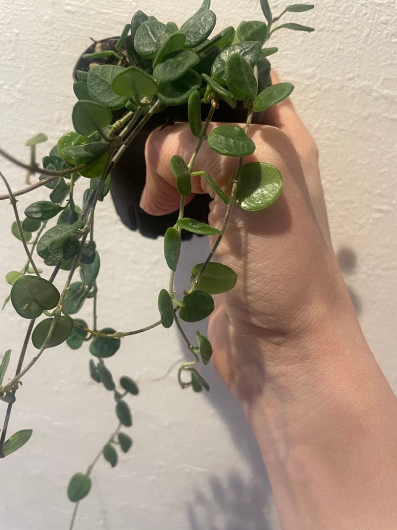 その他観葉植物 Hoya Tengchongensis