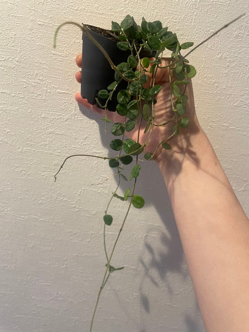 その他観葉植物 Hoya Tengchongensis