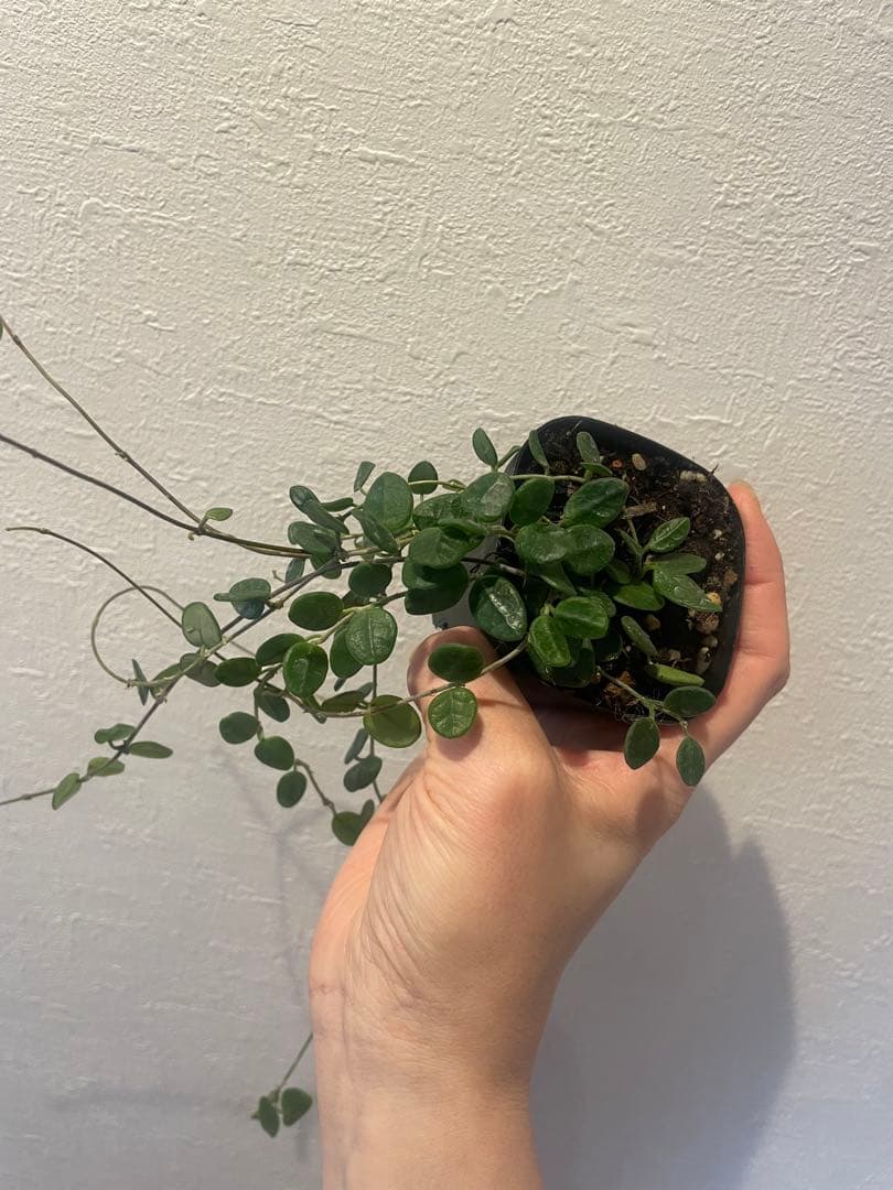 その他観葉植物 Hoya Tengchongensis
