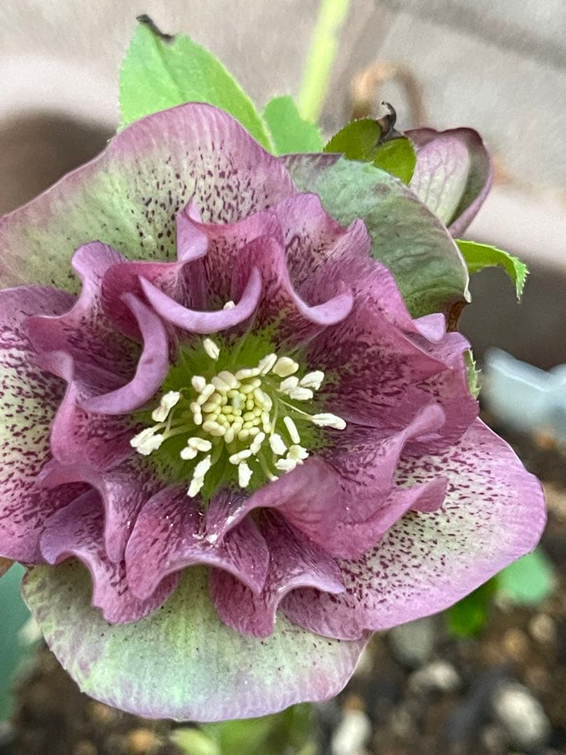 クリスマスローズ❣️30 確認用と おまけの苗の様子♪